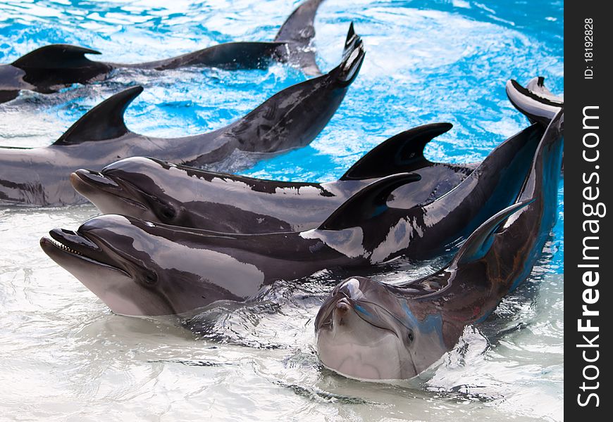 Dolphins group show in the pool. Dolphins group show in the pool