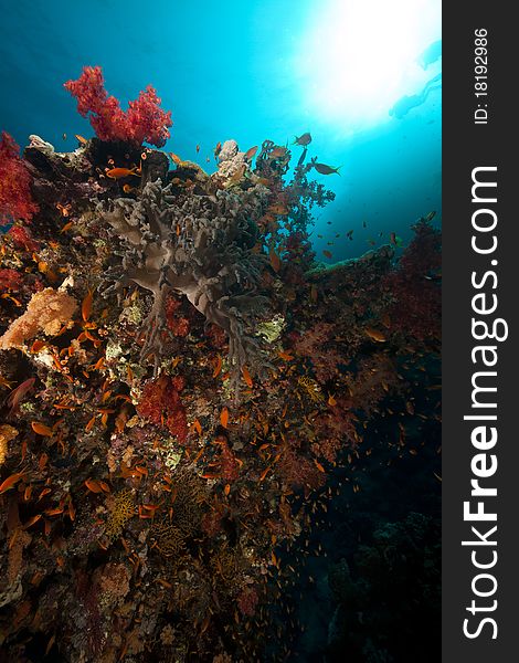 Fish, Coral And Sun In The Red Sea.