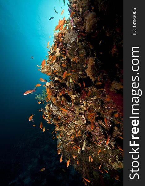 Fish, Coral And Sun In The Red Sea.