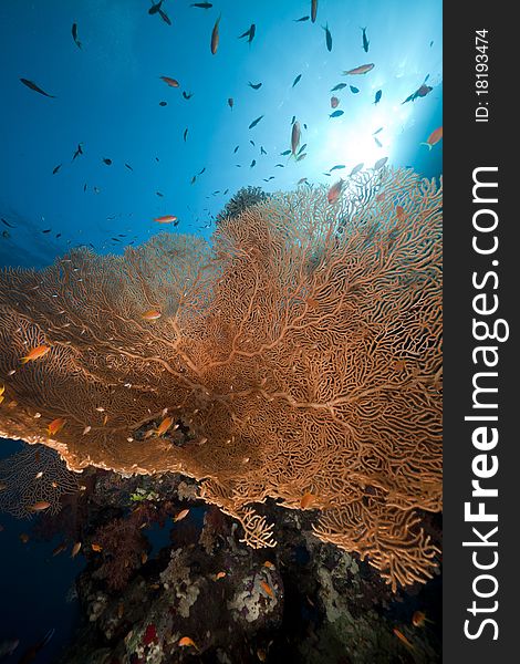 Sea fan, coral and fish in the Red Sea.