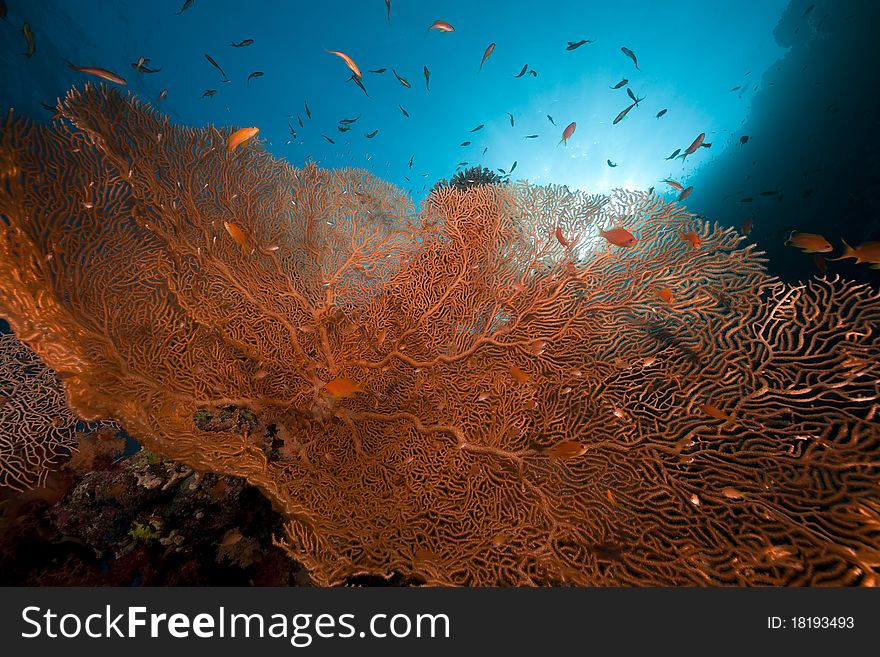 Sea fan, coral and fish in the Red Sea.