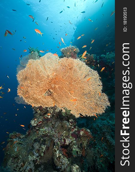 Sea Fan, Coral And Fish In The Red Sea.