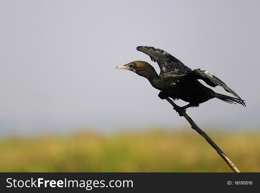 Asian black Cormorant about to take off. Asian black Cormorant about to take off.