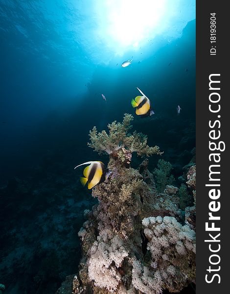 Bannerfish, Coral And Sun In The Red Sea.