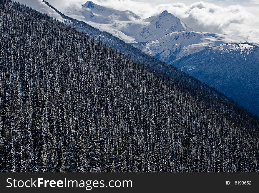 Alpine Forrest, Blackcomb Mountain