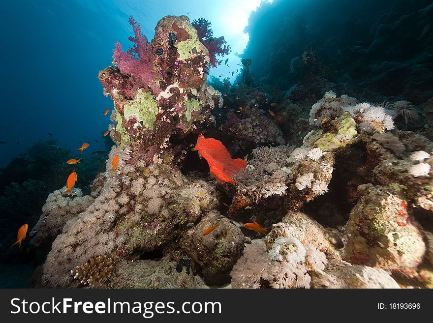 Fish, coral and sun in the Red Sea.