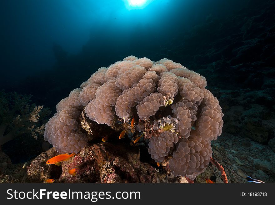 Bubble coral in the Red Sea.