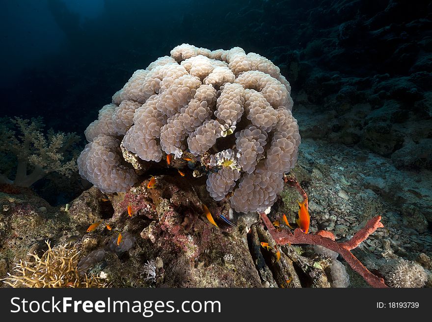Bubble coral in the Red Sea.
