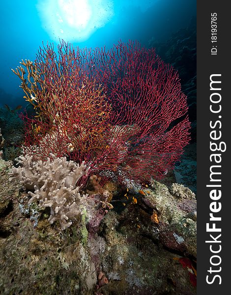 Sea fan, coral and fish in the Red Sea. Sea fan, coral and fish in the Red Sea.