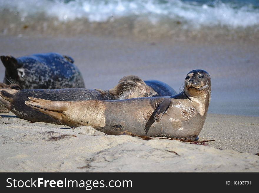 Seal at La Jolla beach California