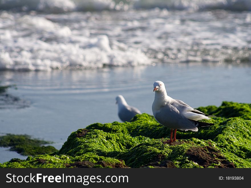 Australian Seagull At Rocky Shoreline