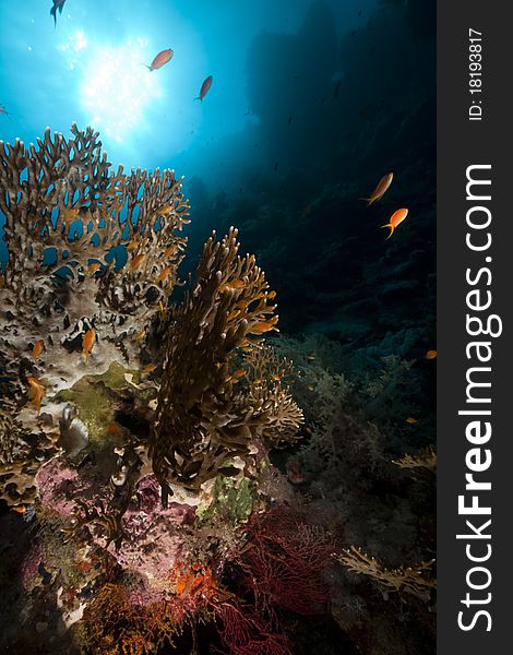 Sea fan in the Red Sea.