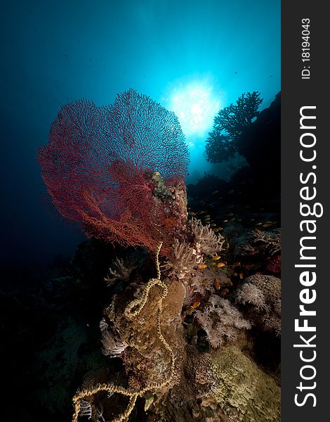 Fish, Coral And Sun In The Red Sea.