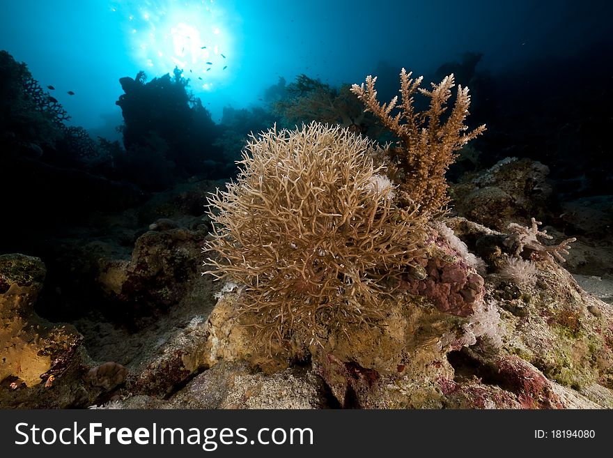 Noded horny coral and sun in the Red Sea.