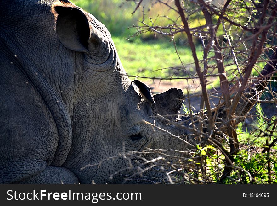Big Rhino sleeping with rhinobird picking flees. Big Rhino sleeping with rhinobird picking flees
