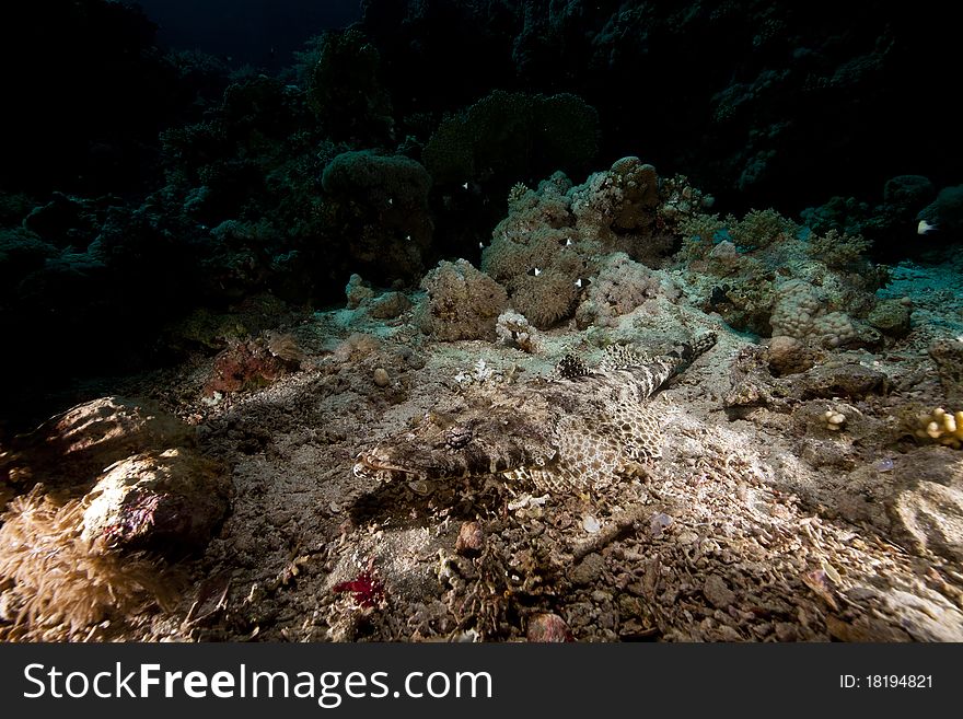 Crocodilefish  in the Red Sea.