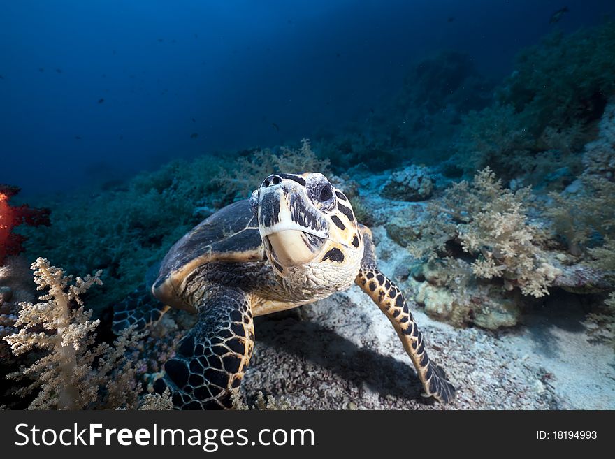 Hawksbill turtle in the Red Sea.