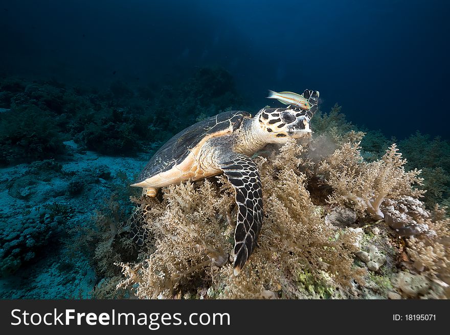 Hawksbill turtle in the Red Sea.
