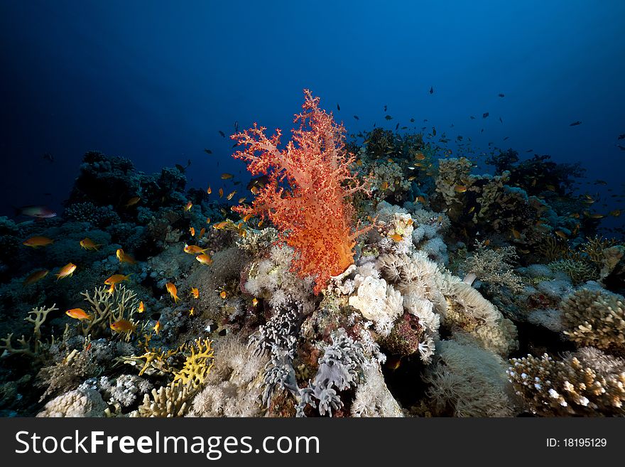 Fish, coral and sun in the Red Sea.