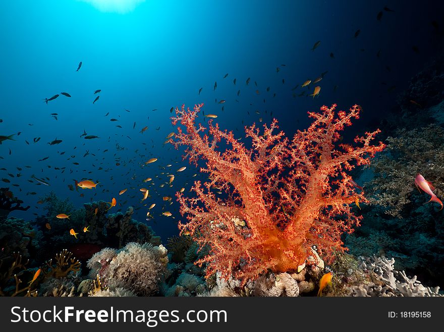 Fish, Coral And Sun In The Red Sea.