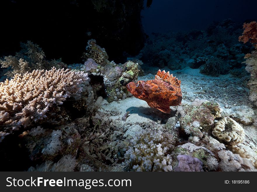 Smallscale scorpiofish in the Red Sea.