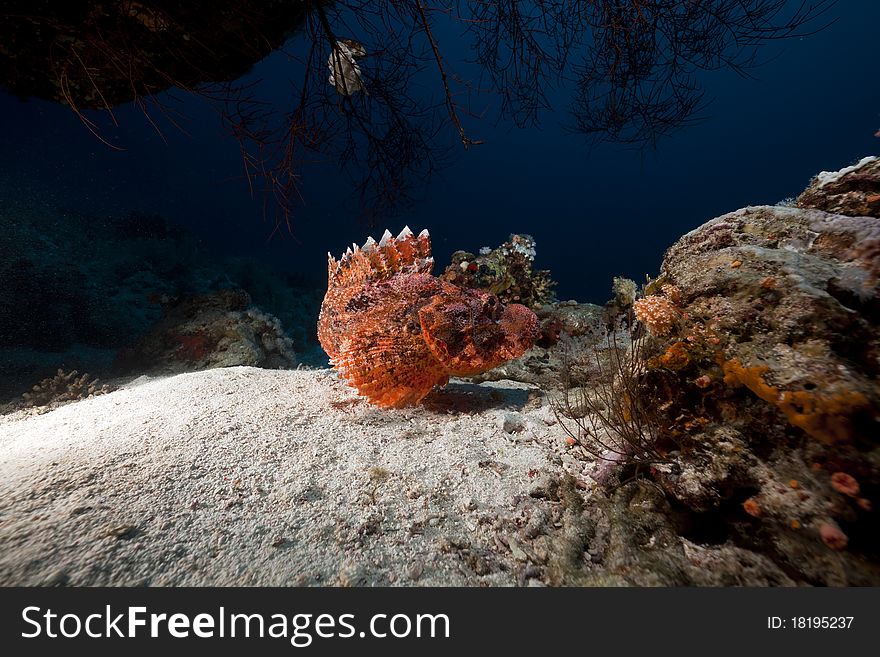 Smallscale scorpiofish in the Red Sea.