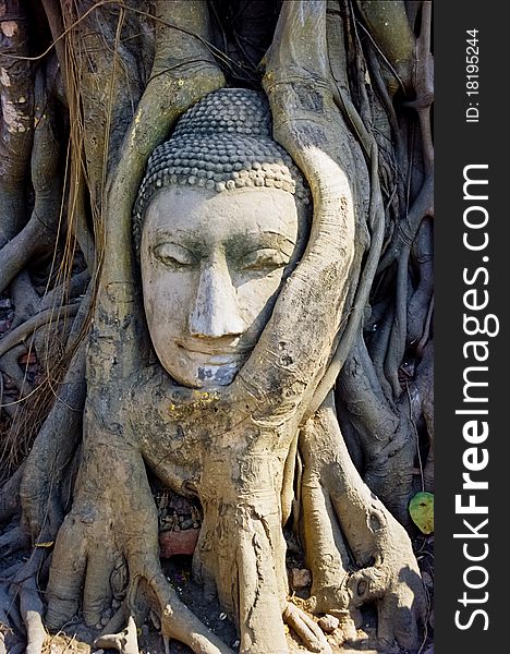 The Head of Buddha at Mahathat Temple, Ayutthaya, Thailand