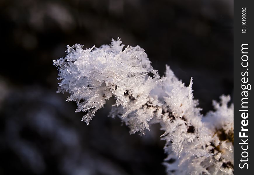 Frosted branch with snowflakes in a cold winter. Frosted branch with snowflakes in a cold winter.