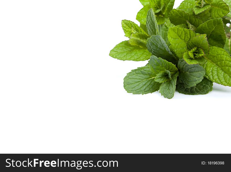 Mint leaf close-up - isolated on White Background
