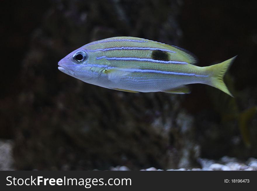 The bluestripe snapper also known as bluestripe sea perch or blue-line snapper.