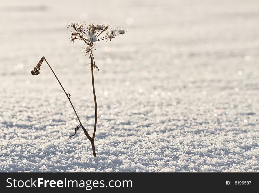 Rime on grass close up in cold day