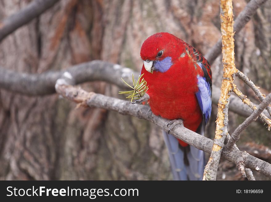 Eclectus Parrot