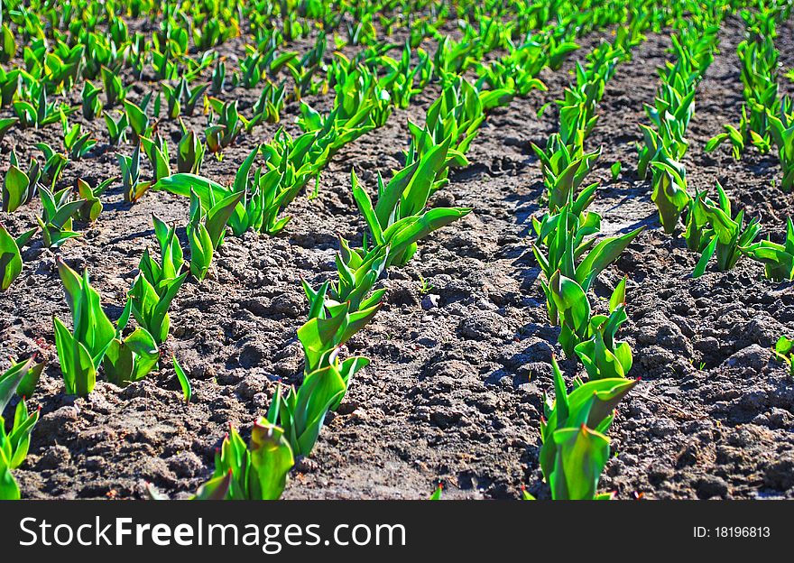 Tulips Ascend