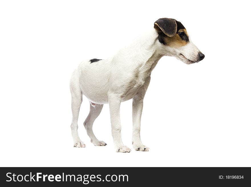 5 monhts old Jack Russell Terrier on isolated white background. 5 monhts old Jack Russell Terrier on isolated white background