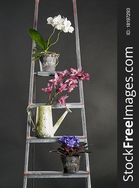 Beautiful Garden Flowers On Metal Stepladder