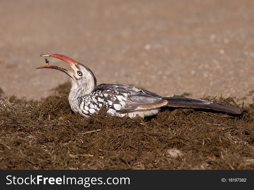 Yellowbilled Hornbill found in the Kruger National Park in South Africa