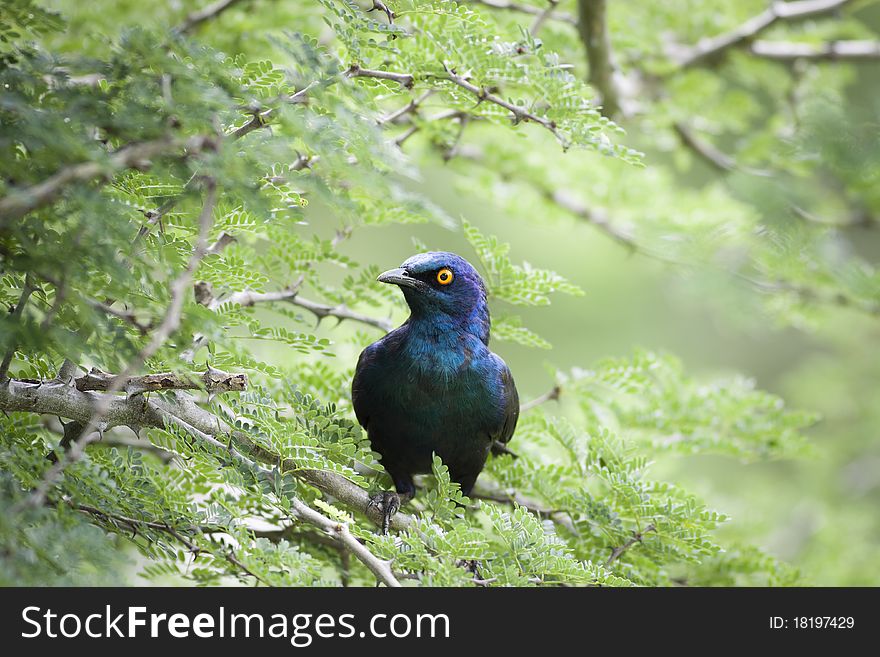 Cape Glossy Starling sitting in a tree