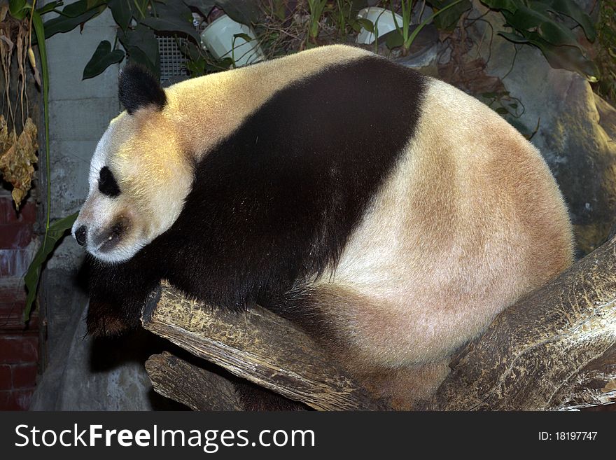 Panda bear lying on a tree
