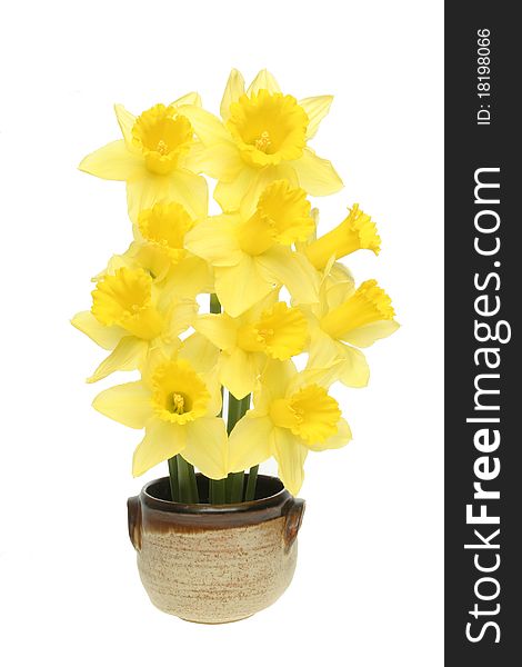 Arrangement of daffodils in glazed pot isolated against white. Arrangement of daffodils in glazed pot isolated against white