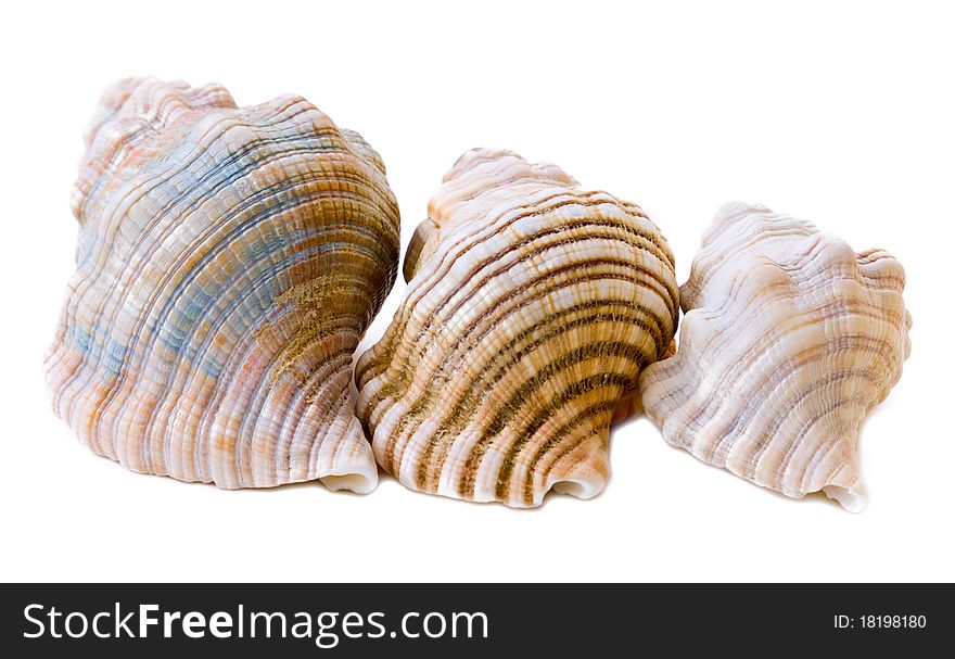 Three conch shells isolated on pale background. Three conch shells isolated on pale background.