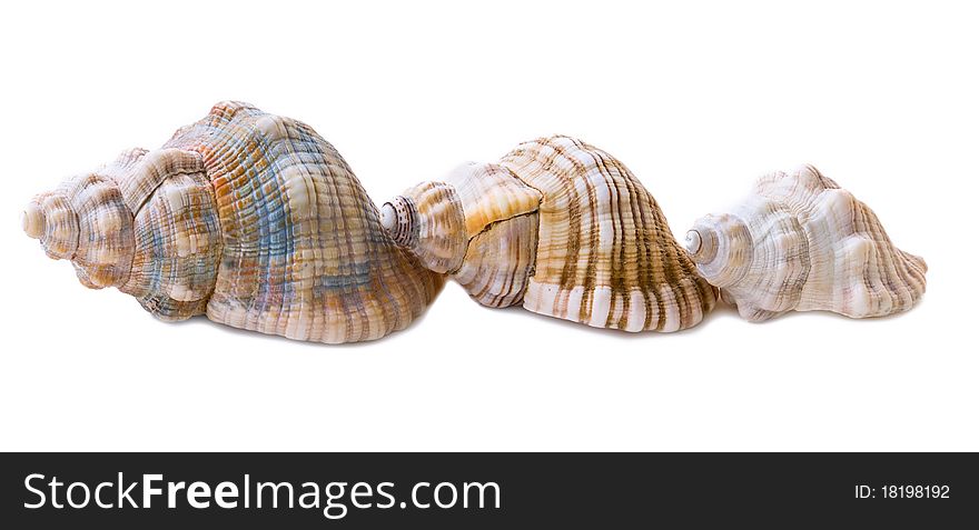 Three conch shells isolated on pale background. Three conch shells isolated on pale background.