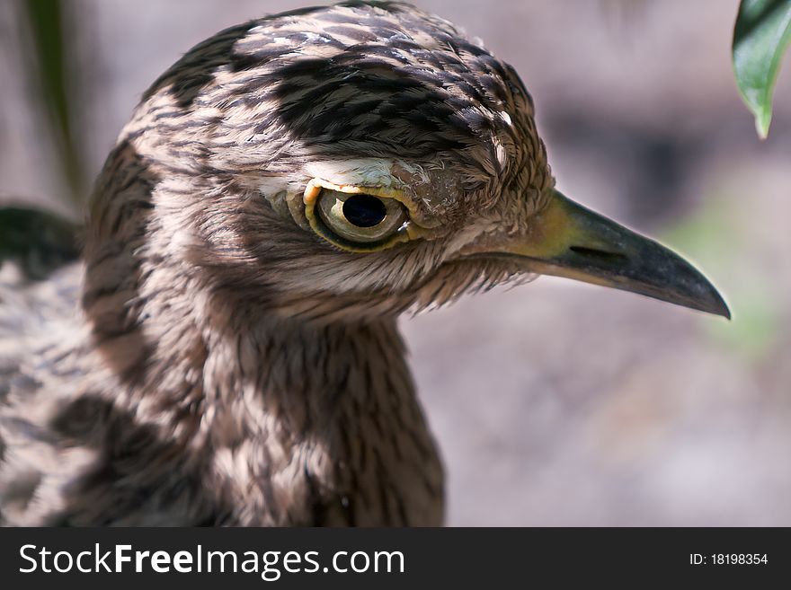 Cape Thick Knee Bird With Missing Feathers