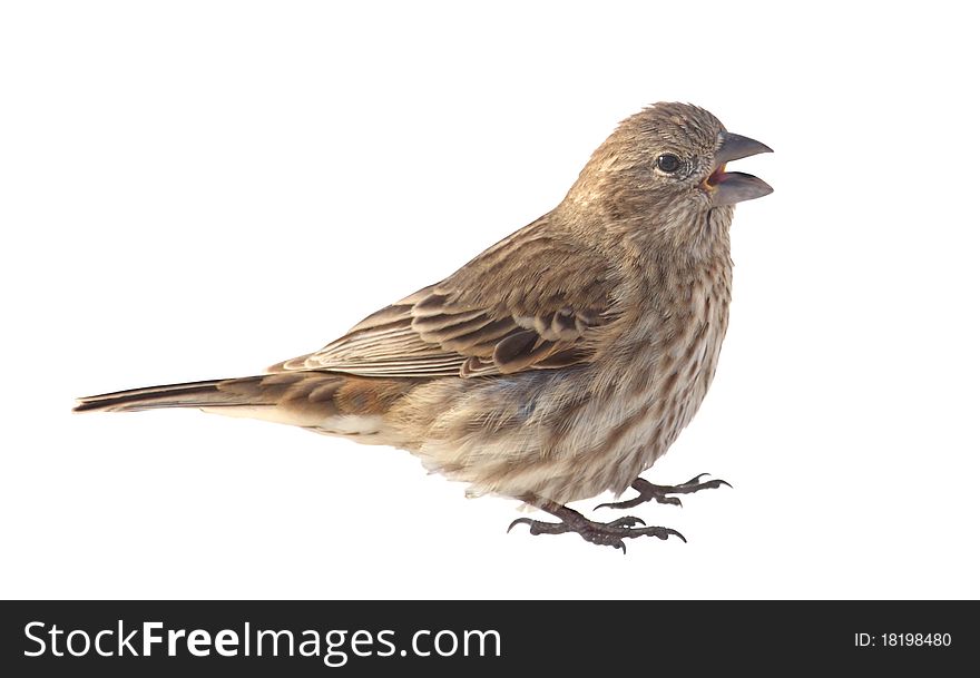 House Finch, Carpodacus mexicanus, isolated