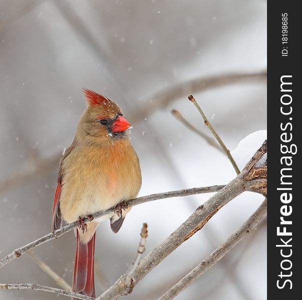 Female northern cardinal, Cardinalis cardinalis, perched on a branch with snow falling