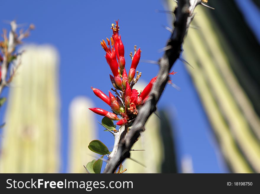 The desert coral ocotillo flowers