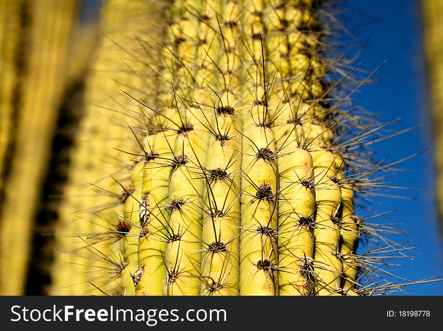 Close up of a saguaro giant cactus. Close up of a saguaro giant cactus