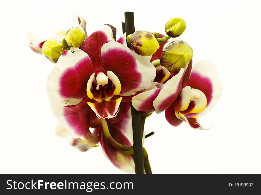 Blooming purple Phalaenopsis orchid on white background. Blooming purple Phalaenopsis orchid on white background