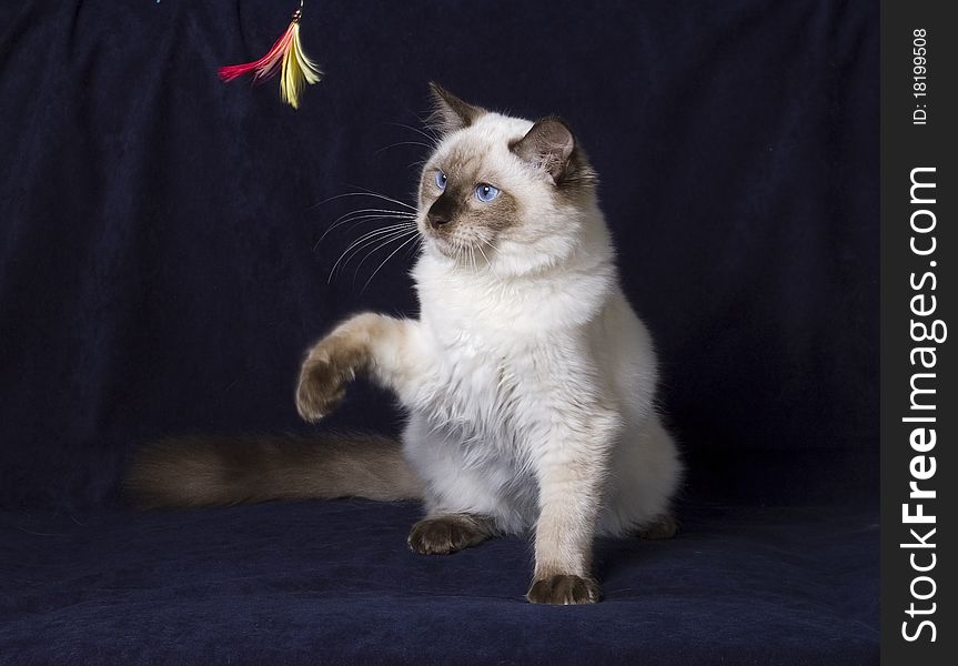 Young ragdoll cat playing on a dark background