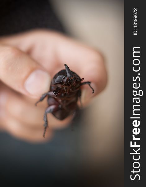 Picture of a large rhinoceros beetle in the female hand. Picture of a large rhinoceros beetle in the female hand
