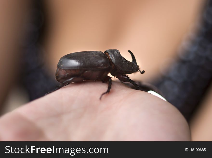 Picture of a large rhinoceros beetle in the female hand. Picture of a large rhinoceros beetle in the female hand